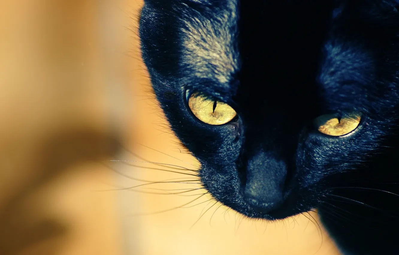 Фото обои усы, крупный план, мордочка, желтые глаза, чёрный кот