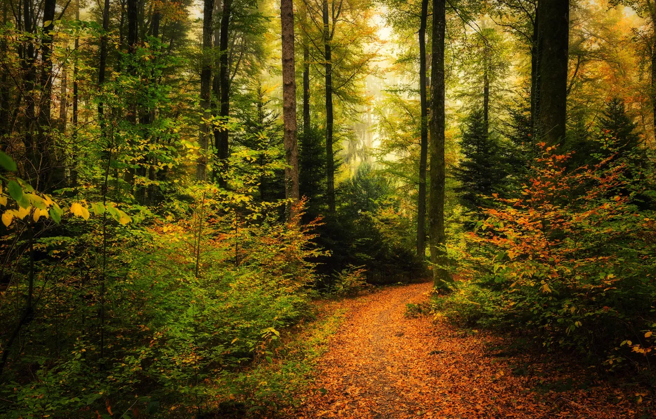 Фото обои осень, лес, листья, деревья, тропинка