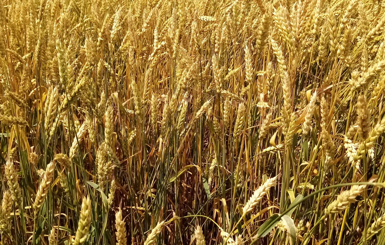 Фото обои пшеница, поле, урожай, Пейзаж