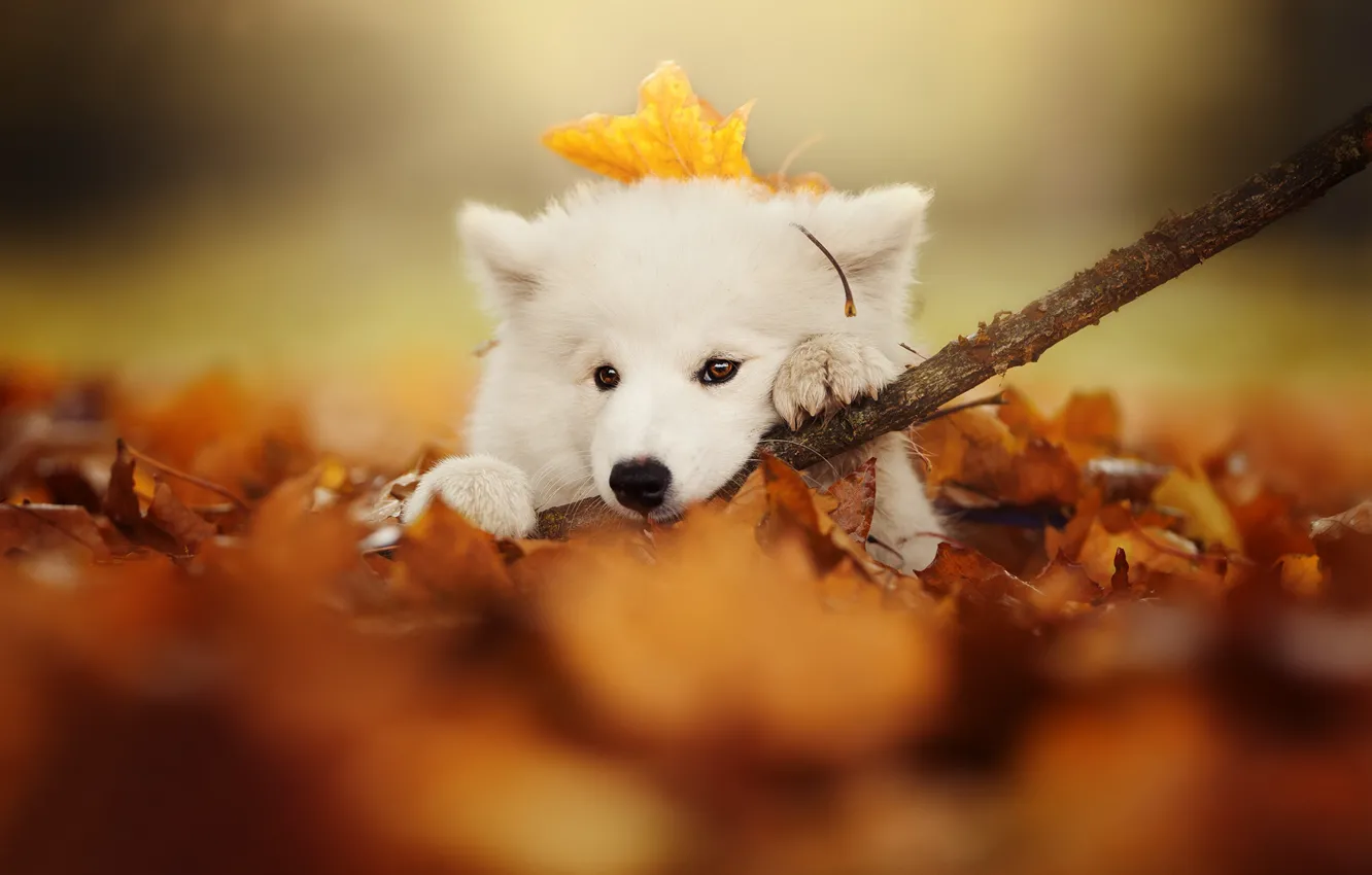 Фото обои осень, взгляд, листья, собака, ветка, щенок, мордашка, боке