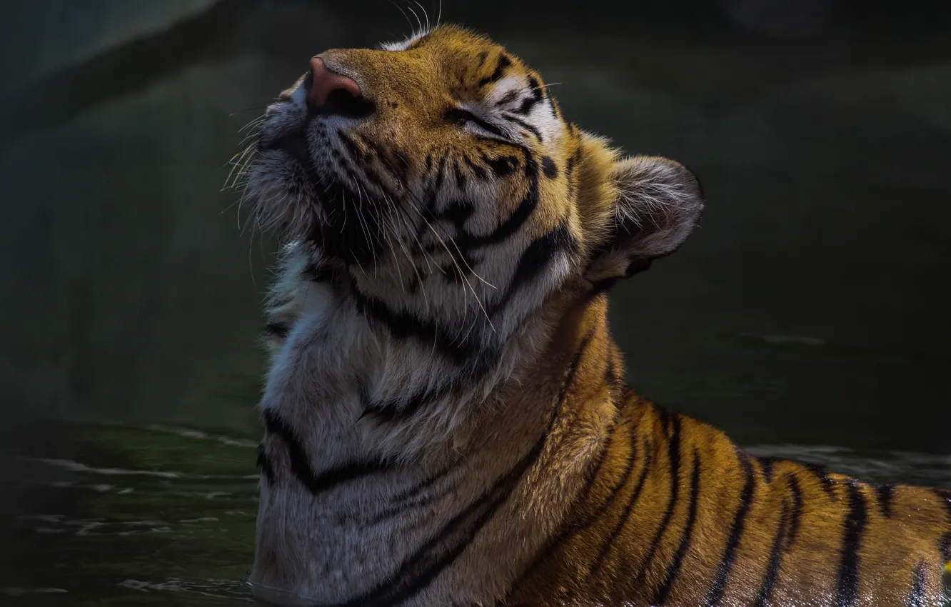 Фото обои вода, тигр, хищник, кашачьи