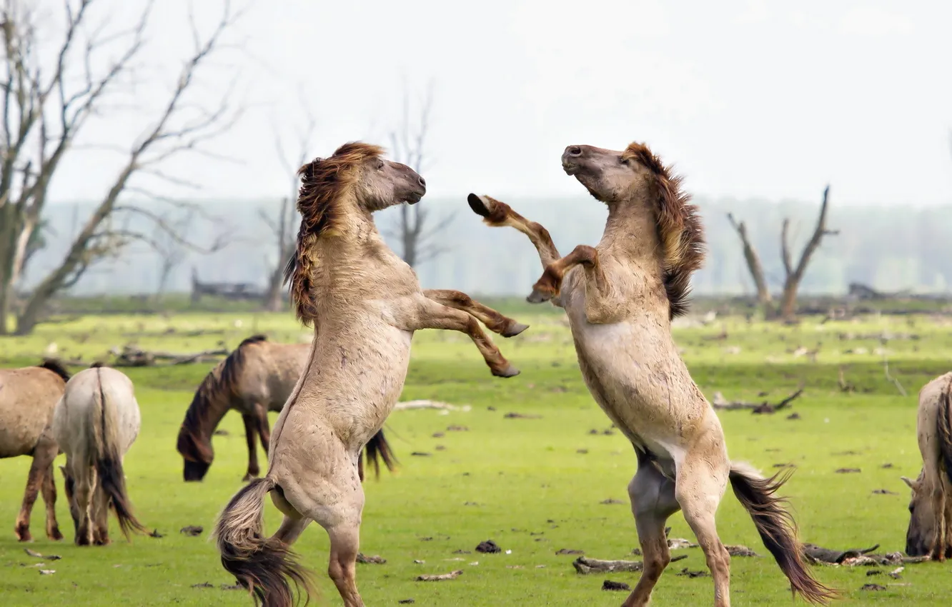 Фото обои лето, природа, Fighting Konik-Horses