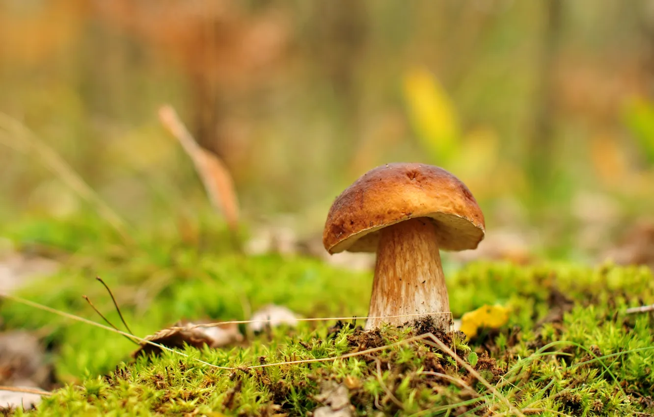 Фото обои зелень, грибы, боровик