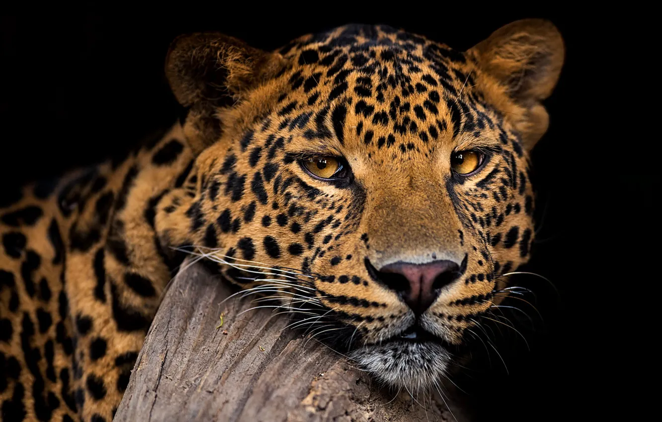 Фото обои взгляд, морда, портрет, леопард, черный фон, дикая кошка, красавец