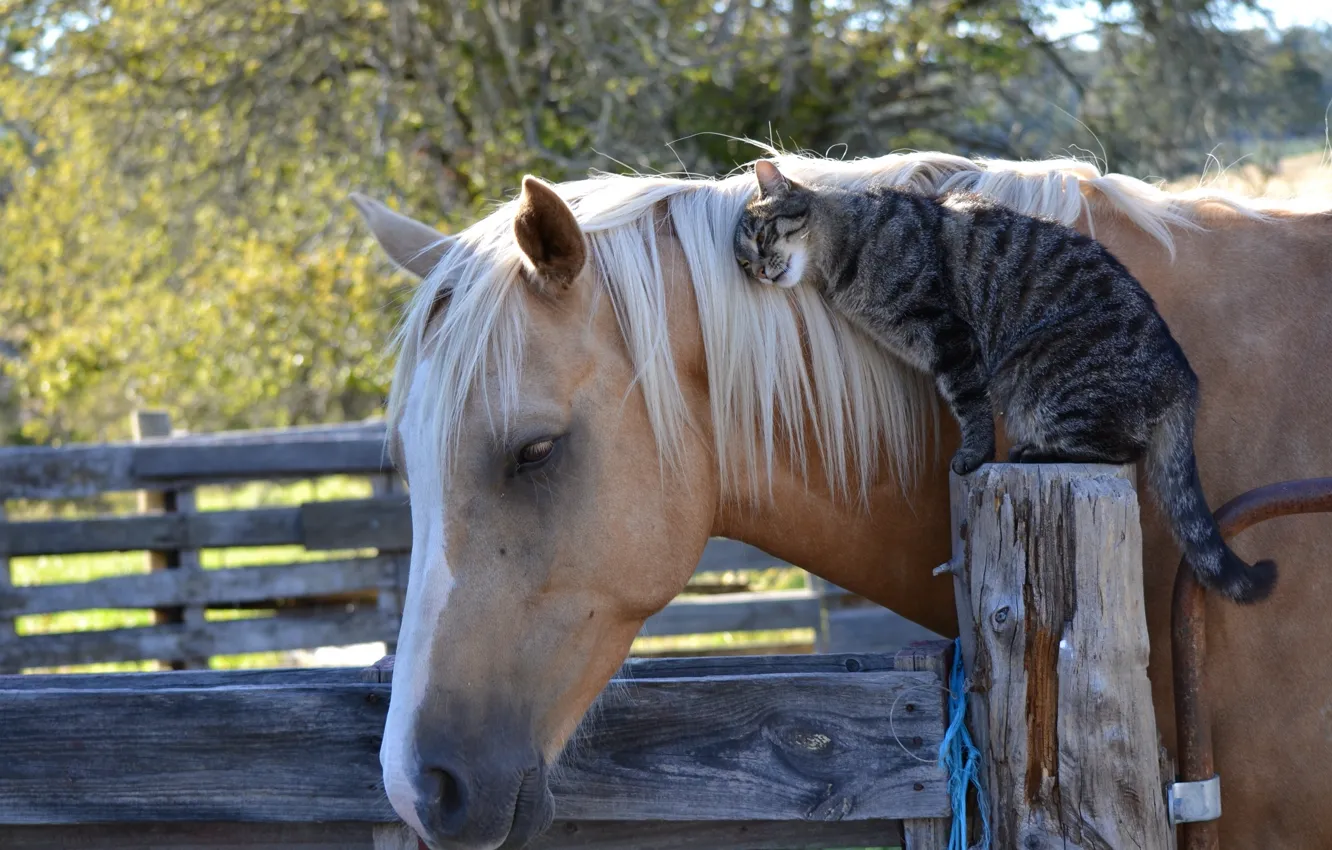 Фото обои кошка, кот, конь, лошадь, дружба