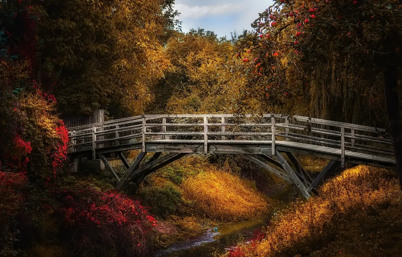 Фото обои мост, природа, ручей