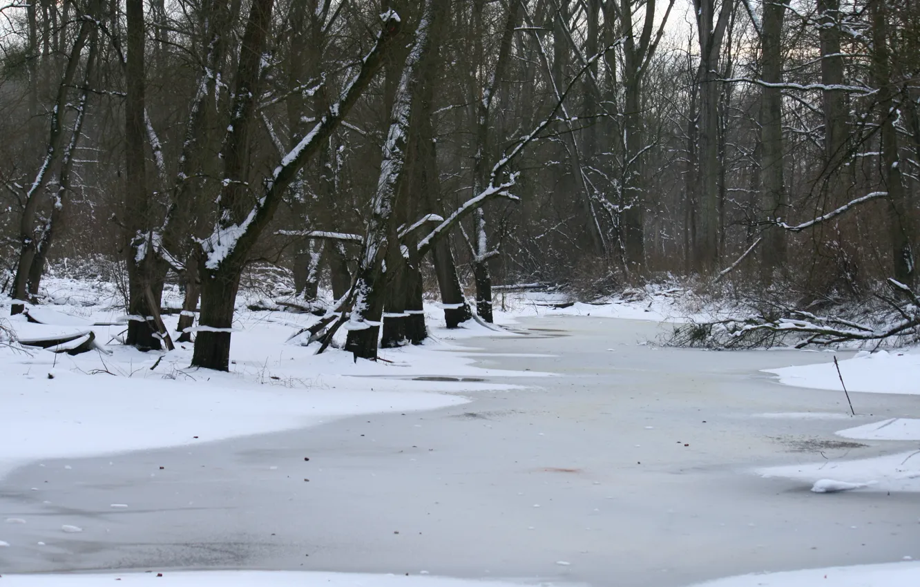 Фото обои лед, зима, лес, снег, мороз, Frozen, forest, trees