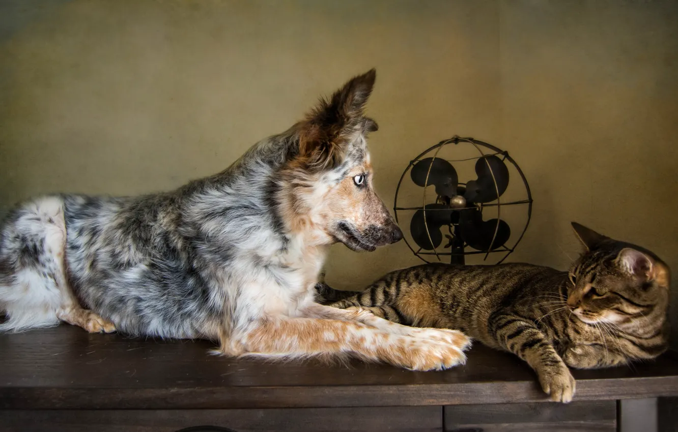 Фото обои кошка, кот, ретро, собака, обработка, вентилятор, друзья, пёс