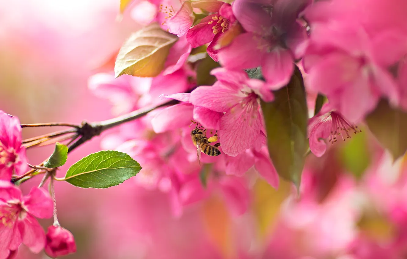 Фото обои природа, пчела, ветка, весна, насекомое, цветение, цветки