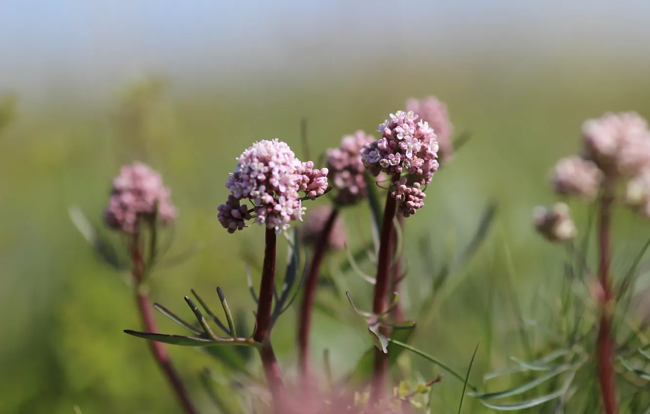 Фото обои цветы, фон, степные цветы