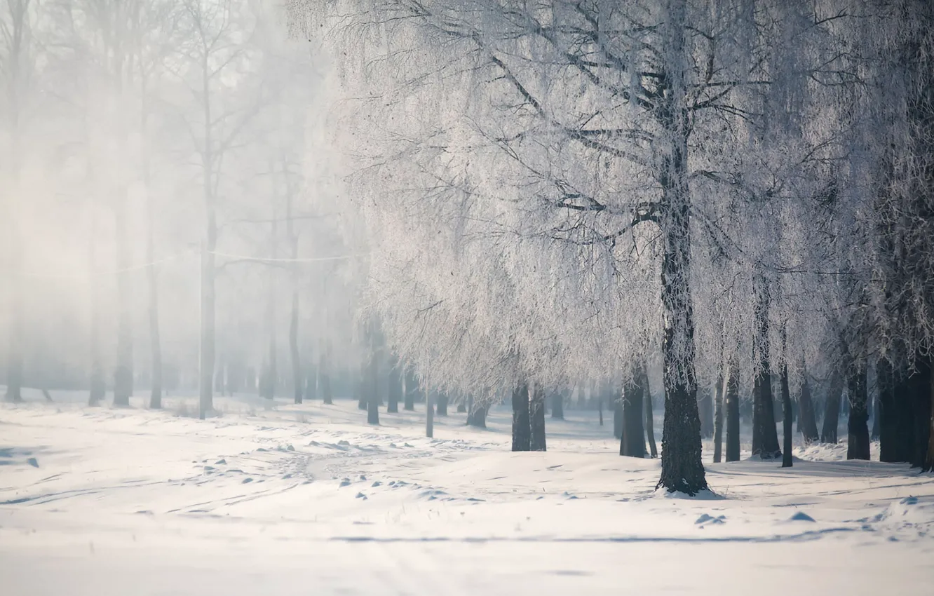 Фото обои зима, снег, деревья, спокойствие