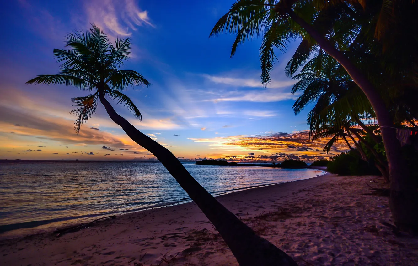 Фото обои пальмы, красота, sunset, beauty, palm trees, песчаный пляж, берег океана, sandy beach