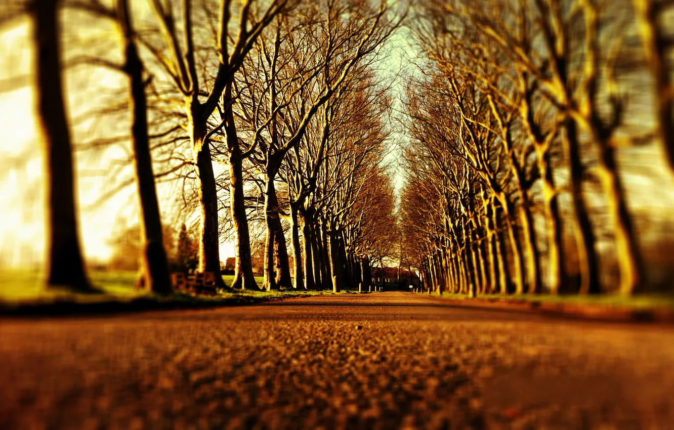 Фото обои дорога, деревья, аллея, alley
