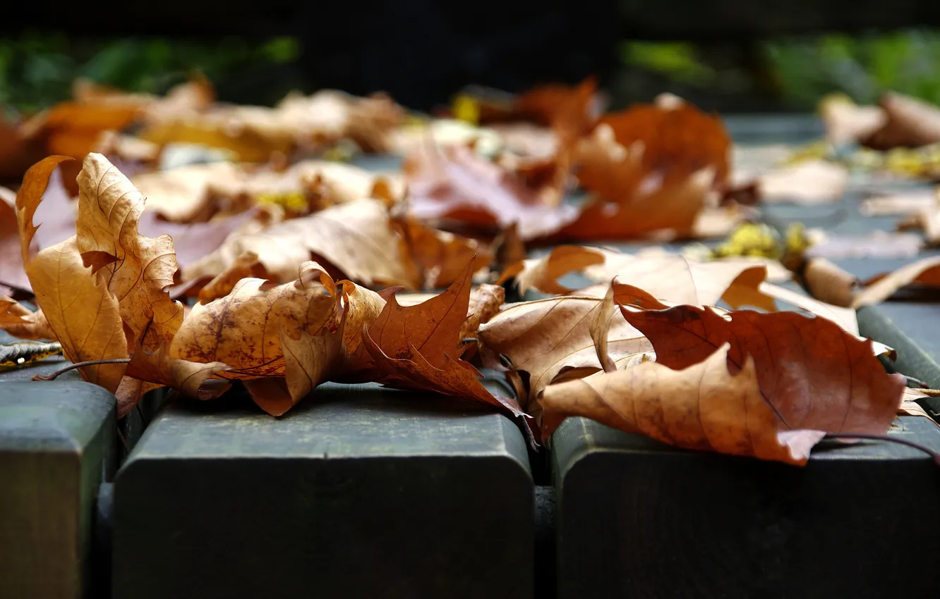 Фото обои осень, листья, макро, фото, настроения, листва, листок, листочки