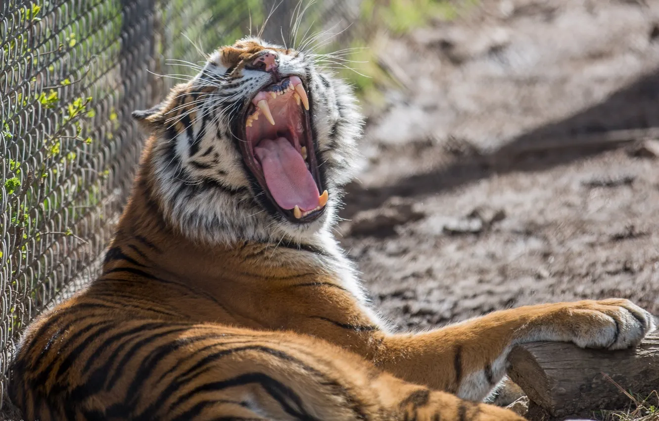 Фото обои тигр, хищник, пасть, клыки, дикая кошка, зевает, зоопарк