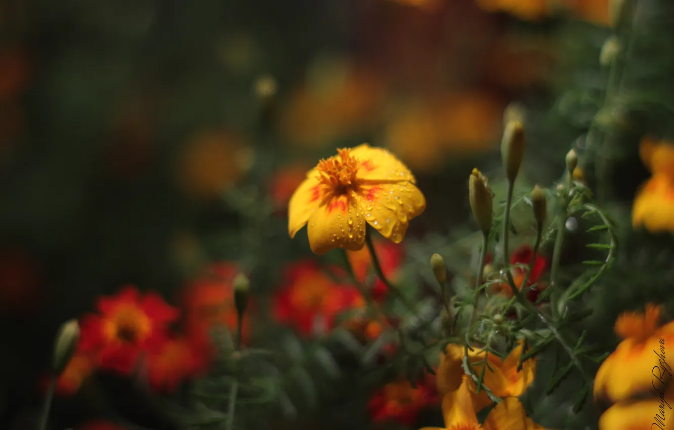 Фото обои капли, макро, желтый цветок, цветок в темноте
