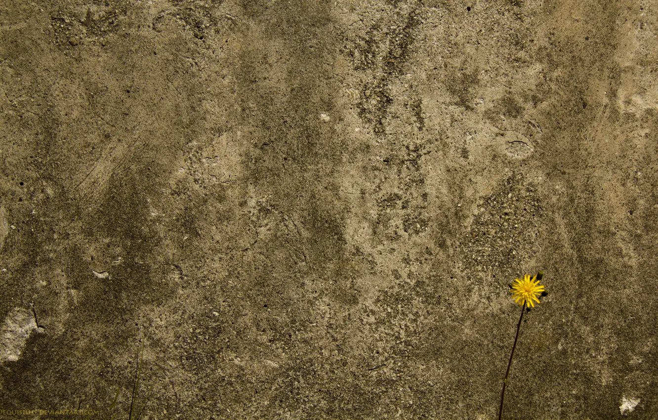 Фото обои цветок, стена, бетоная