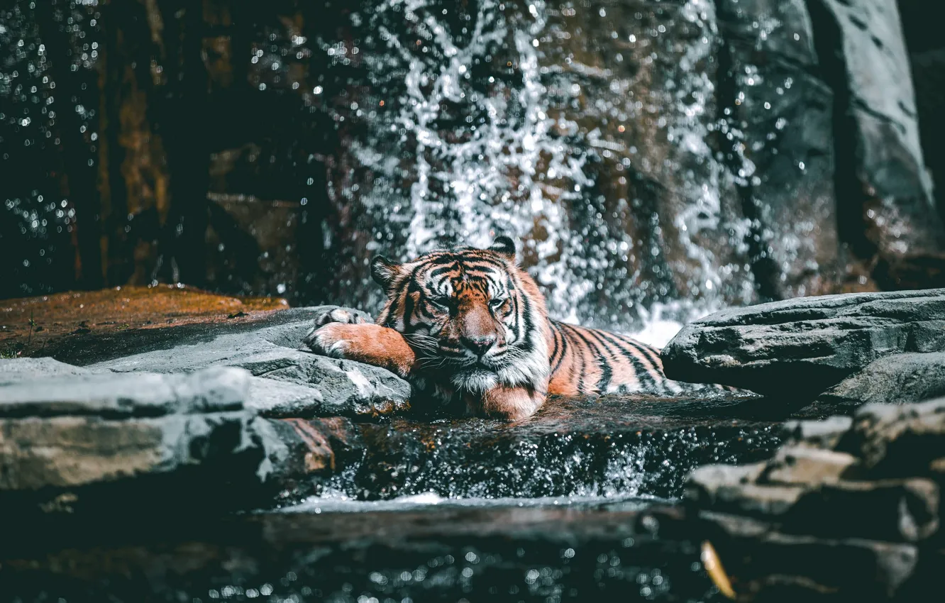 Фото обои Tiger, Relax, Water, Cat, Stones, Drops