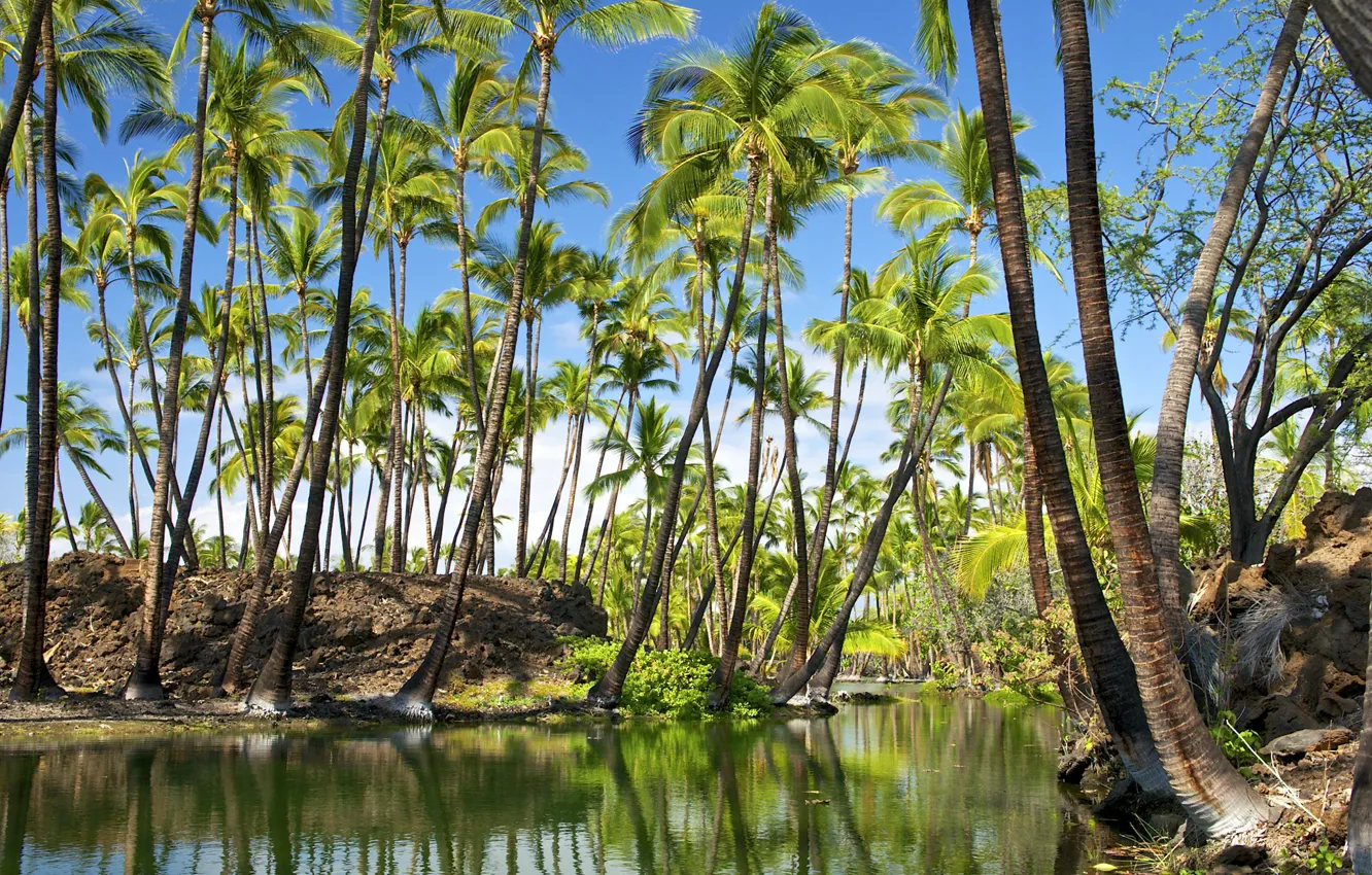 Фото обои небо, отражение, река, пальмы, гаваи, hawaii