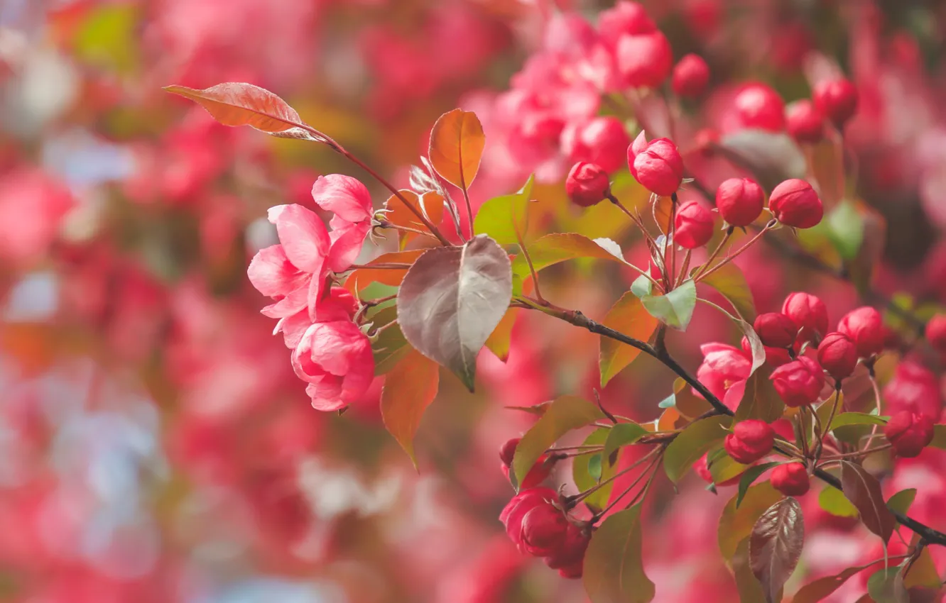 Фото обои макро, ветка, яблоня, цветение, цветки, бутончики