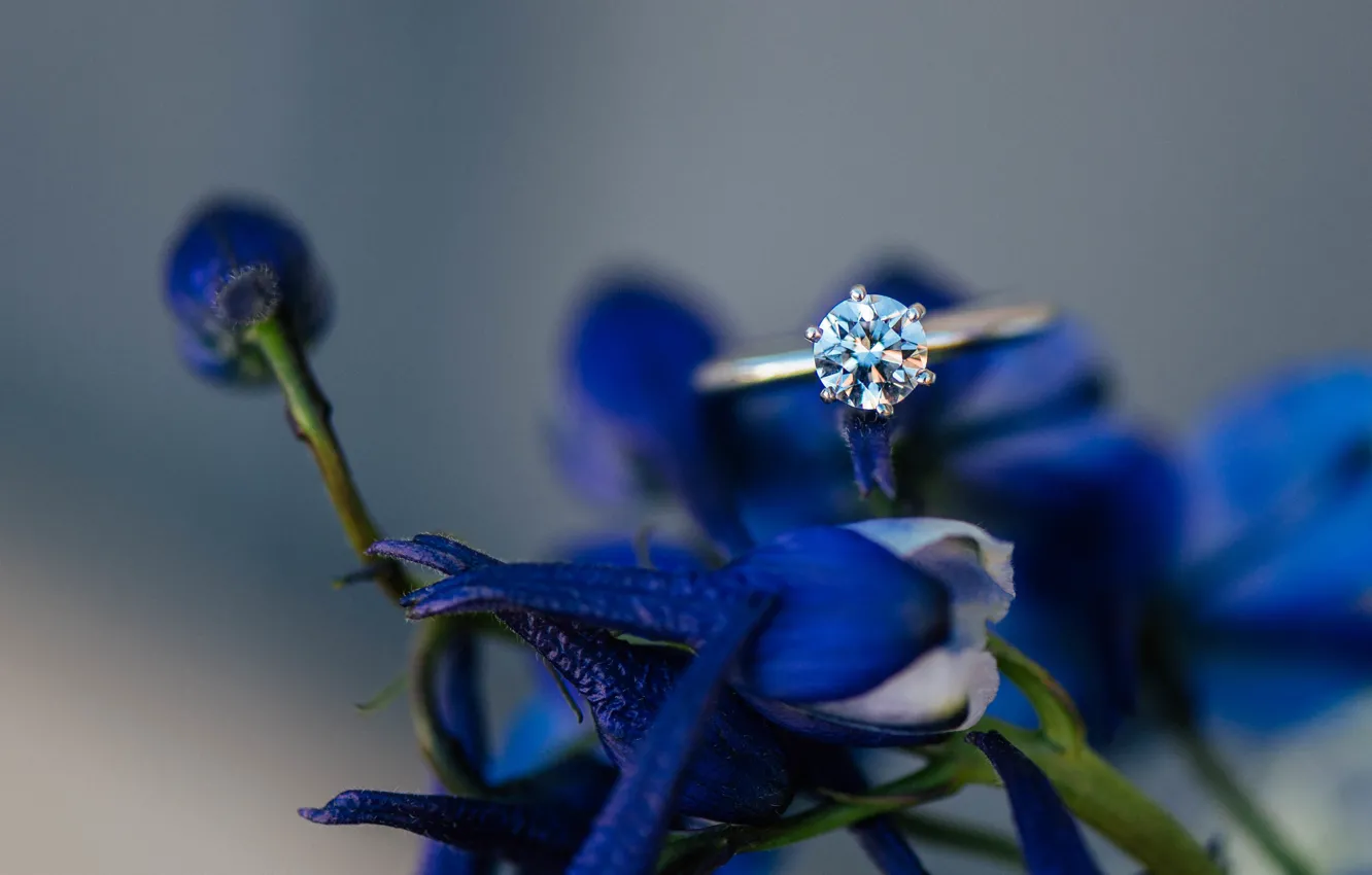 Фото обои цветы, камень, лепестки, кольцо, синие, обручальное