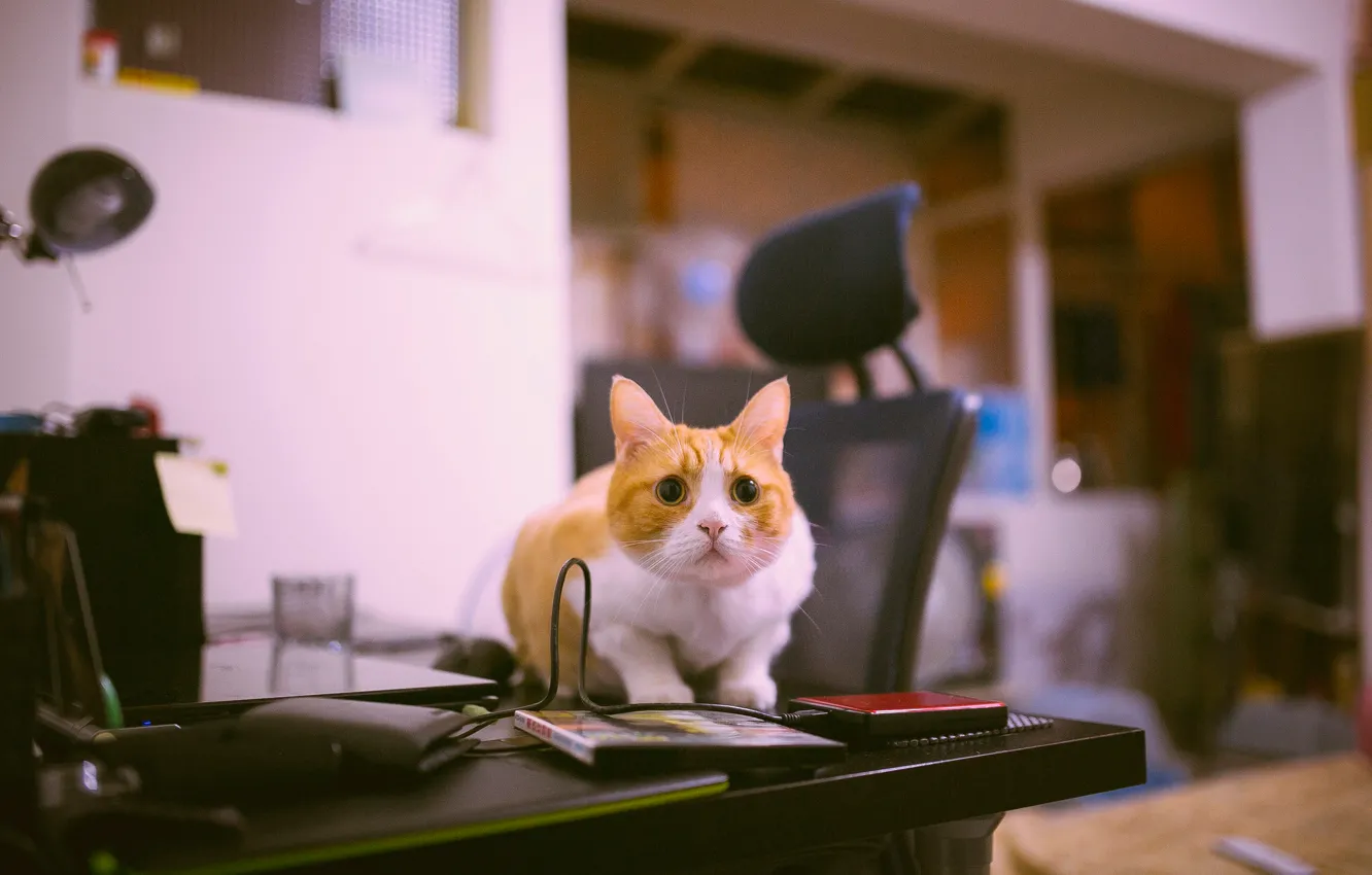 Фото обои кот, взгляд, стол