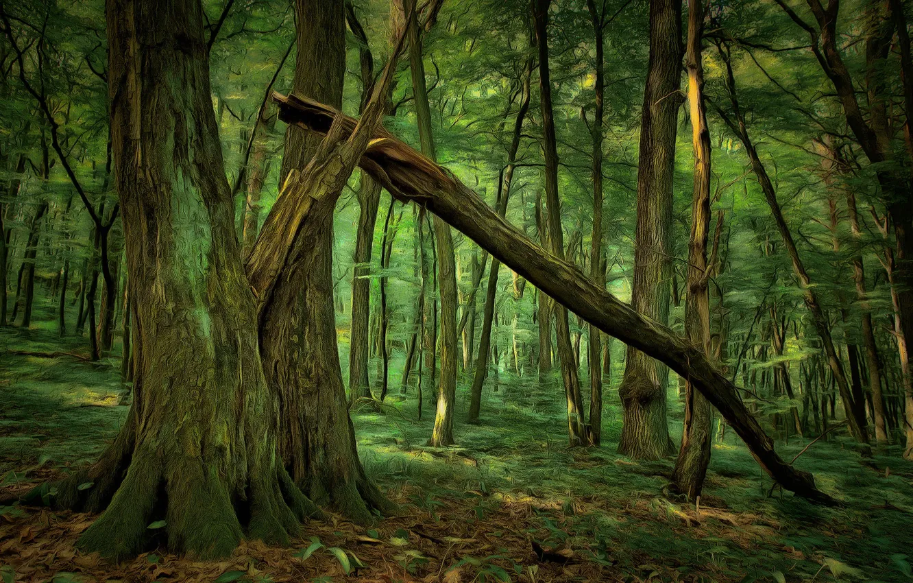 Фото обои лес, деревья, digital painting