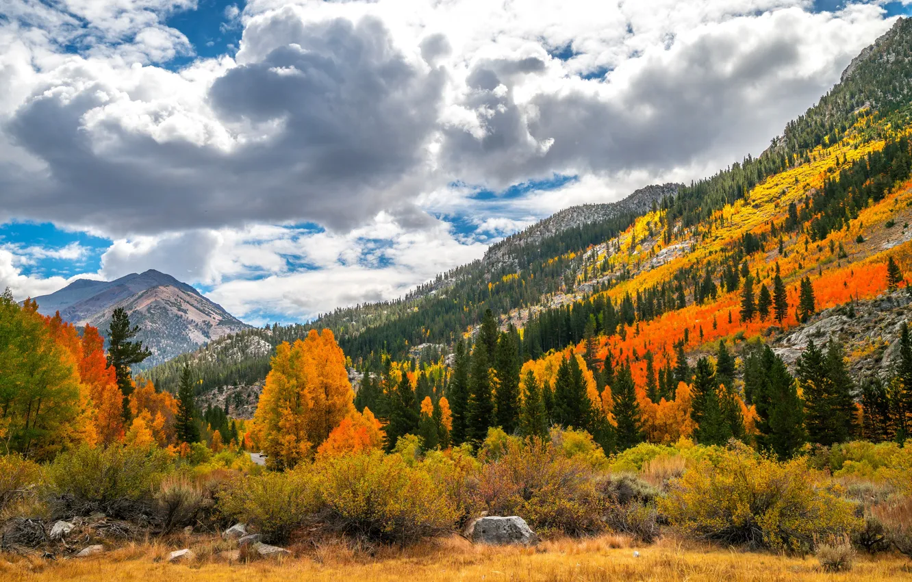 Фото обои осень, лес, небо, трава, облака, деревья, пейзаж, горы