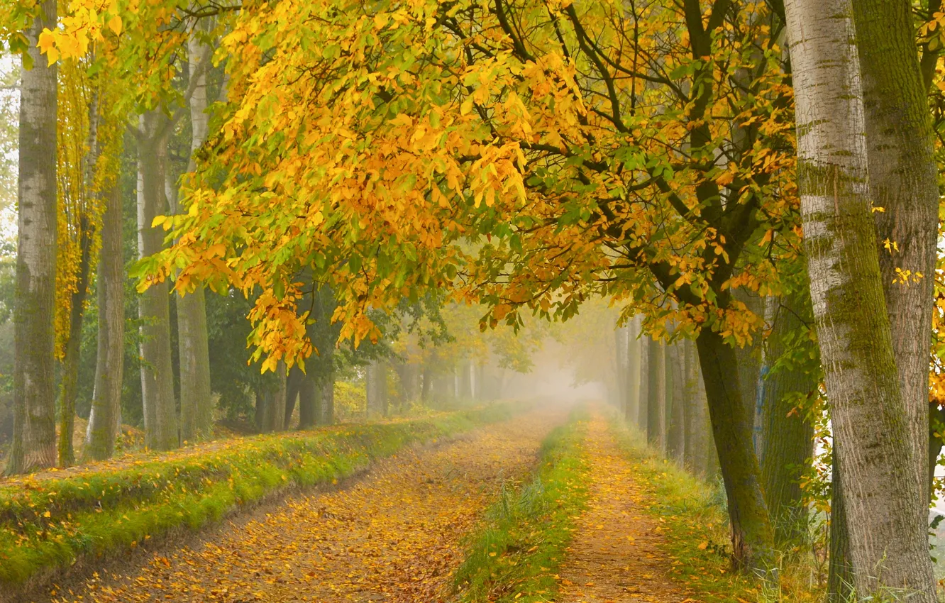Фото обои дорога, осень, туман, парк