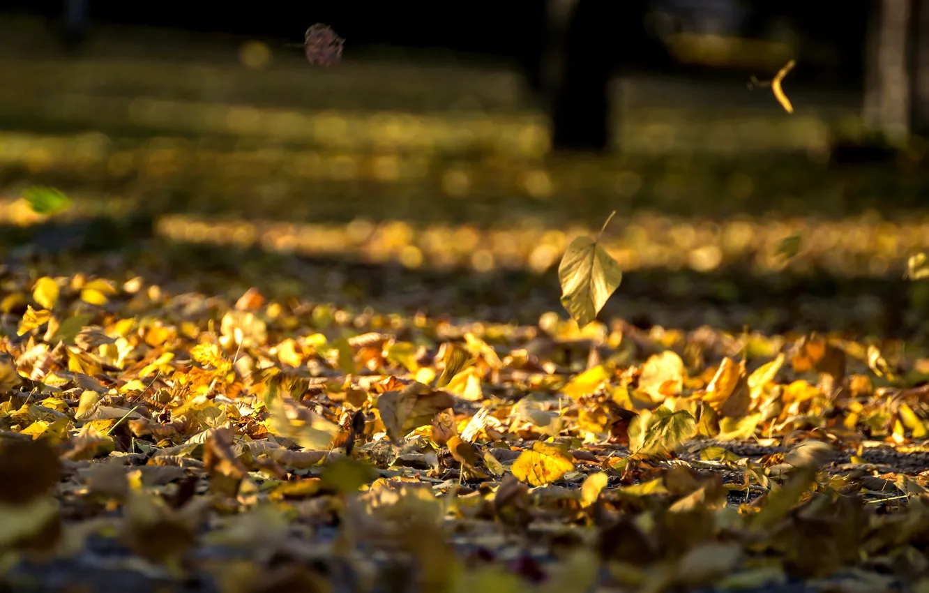Фото обои осень, листья, природа, фон, widescreen, обои, желтые листья, wallpaper