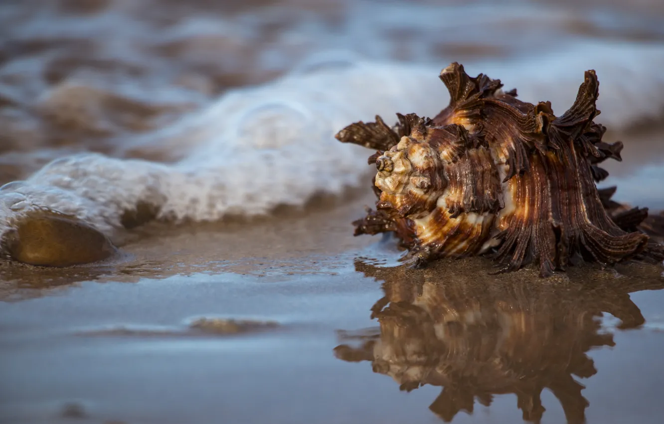 Фото обои море, вода, отражение, ракушка