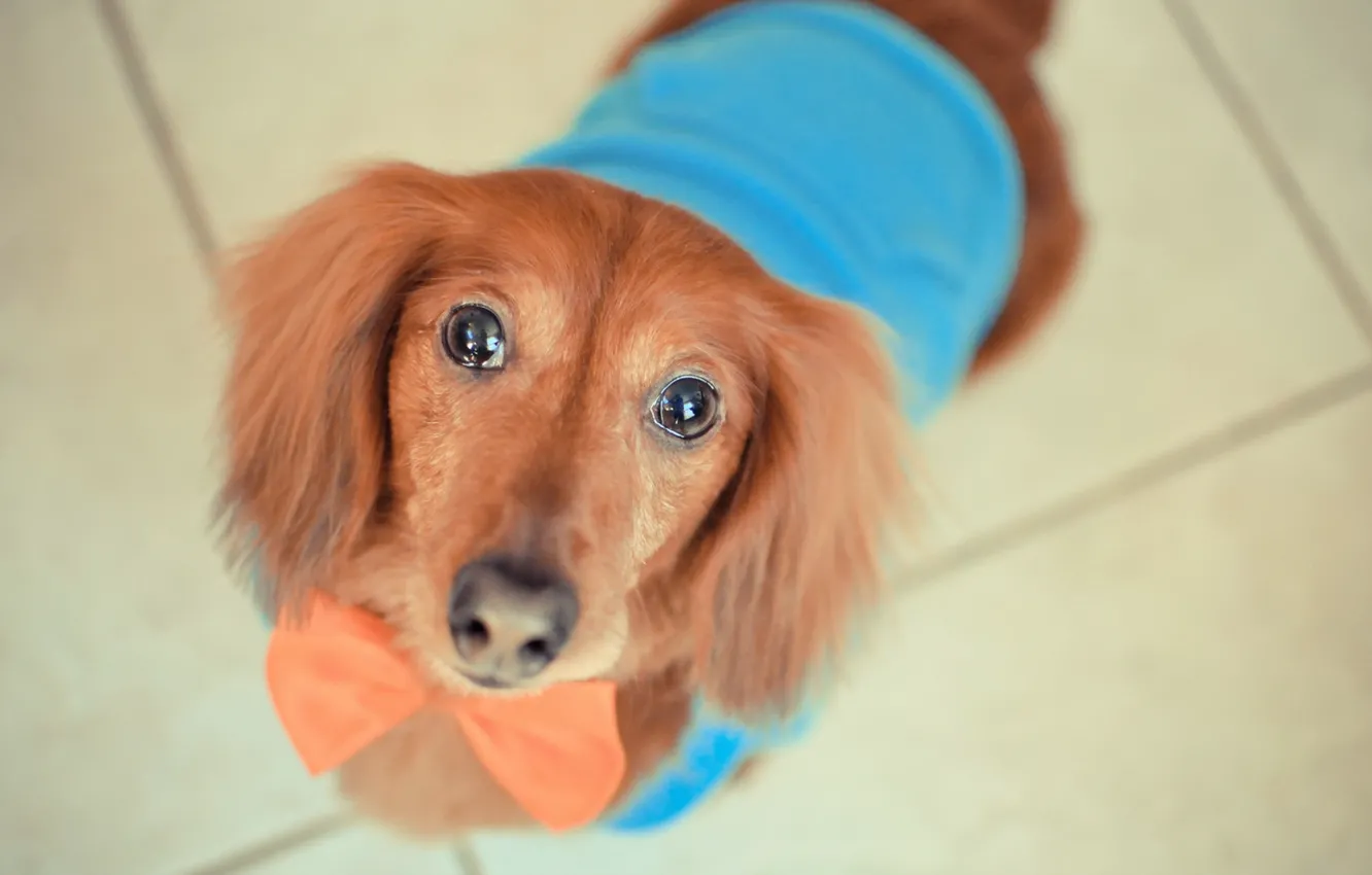 Фото обои взгляд, друг, собака