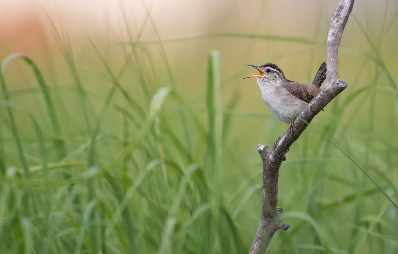 Фото обои трава, ветки, птица, птичка, соловей, сук, пение, соловушка