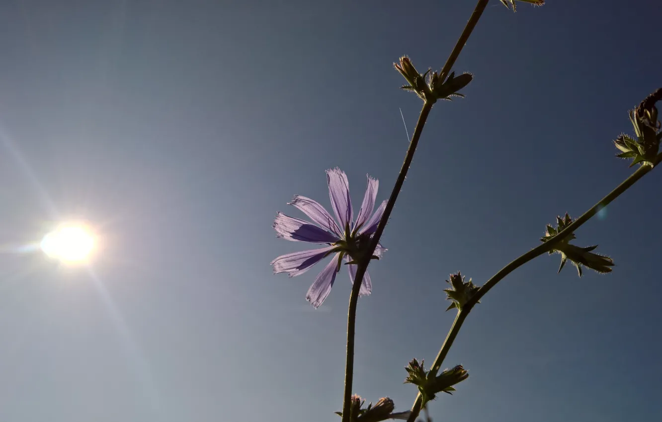 Фото обои summer, sunshine, flower, sun, bloom, stalk