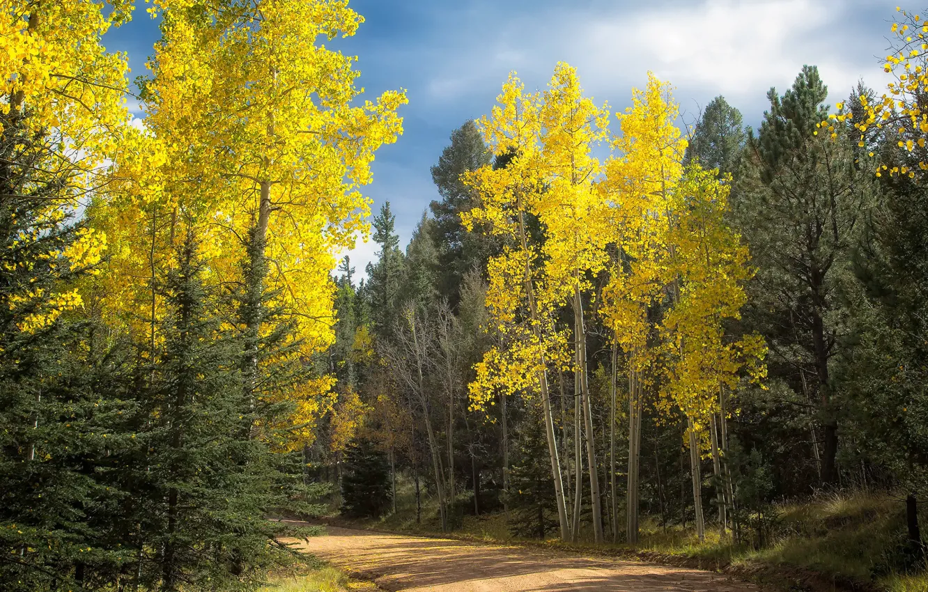 Фото обои дорога, осень, лес, Колорадо, США, Аспен