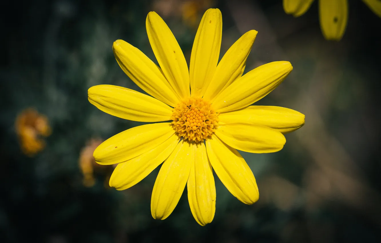 Фото обои цветок, желтый, лепестки