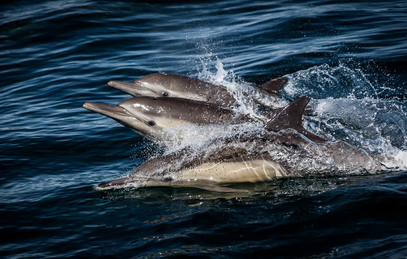 Фото обои море, брызги, дельфины, три