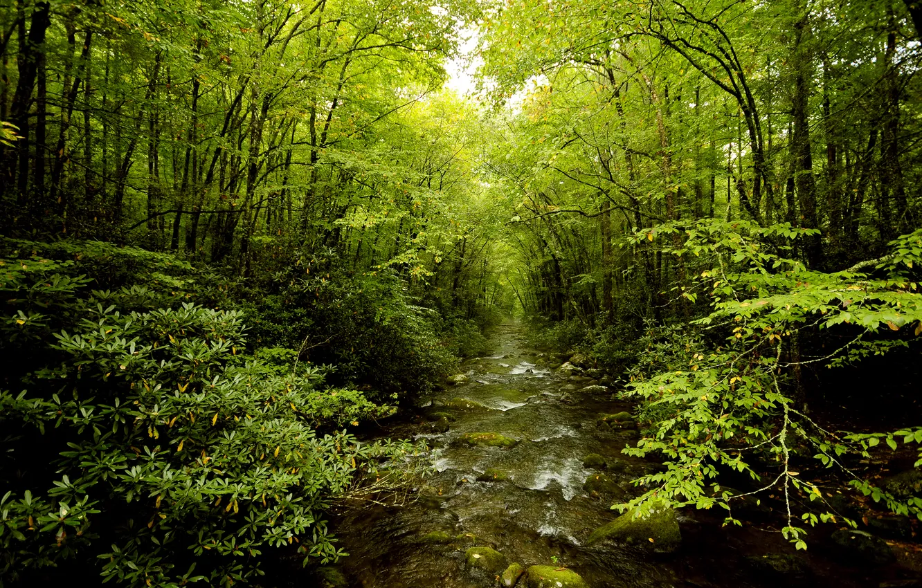 Фото обои зелень, лес, природа, река