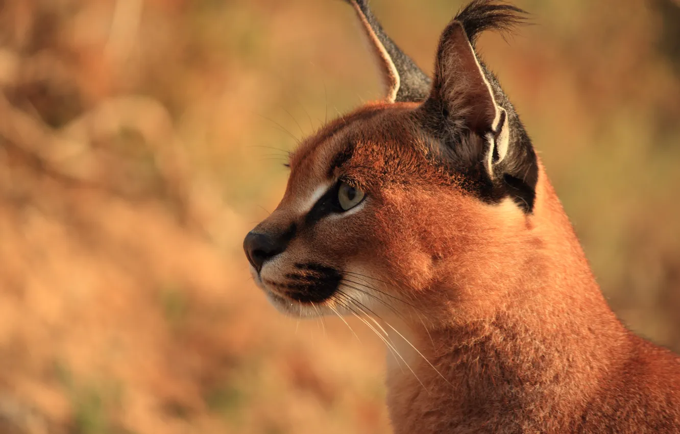 Фото обои морда, хищник, уши, кисточки, каракал, степная рысь, Caracal