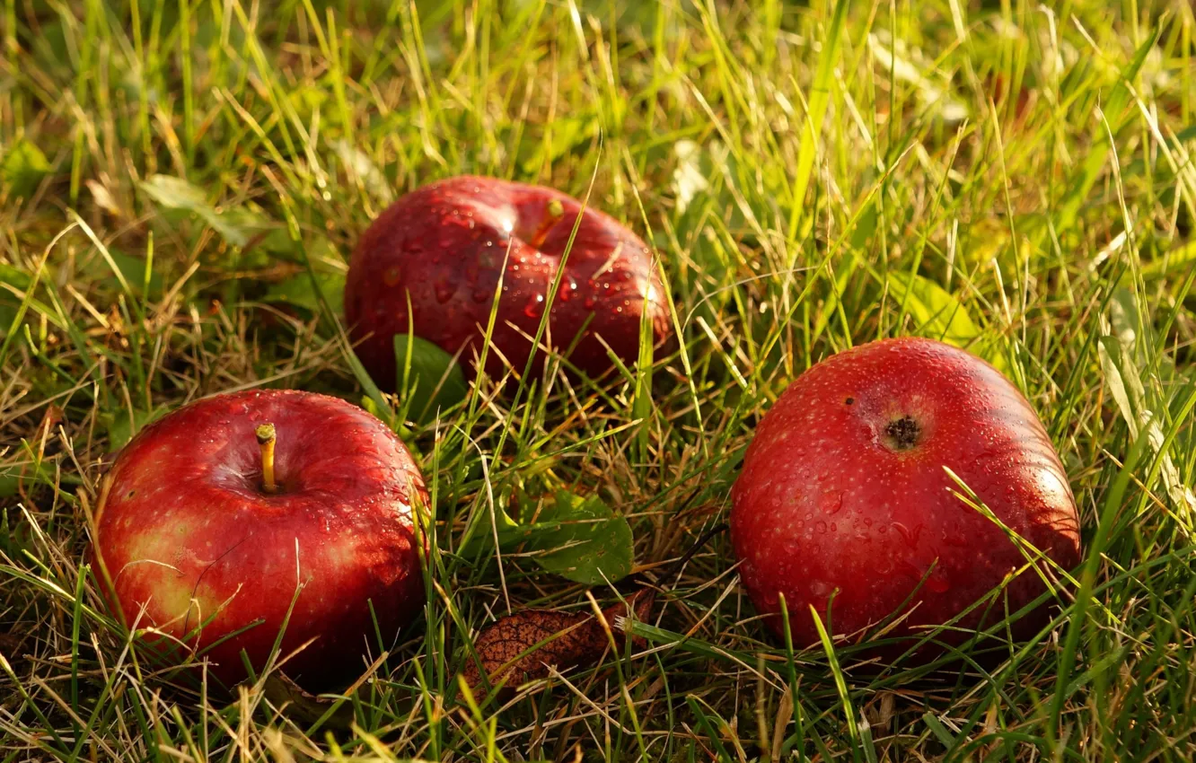 Фото обои apple, red, fruit