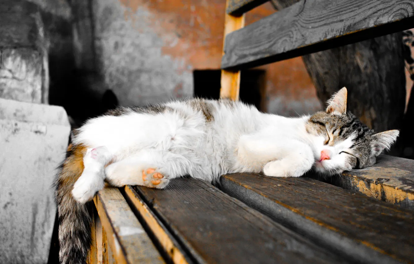 Фото обои кот, сон, цветное фото, черно-белое, скамья, фильтры, раскрашено