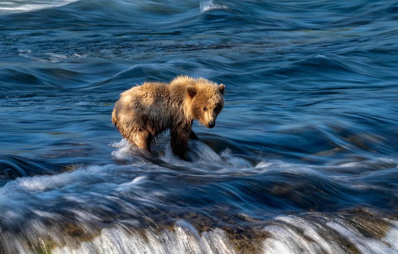Фото обои вода, река, течение, рыбалка, поток, медведь, медвежонок, водоем