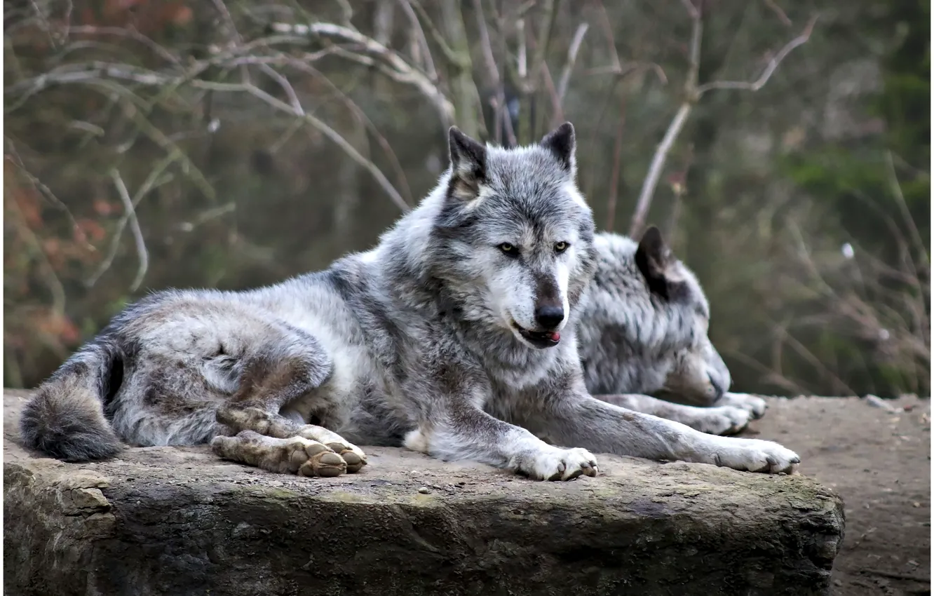 Фото обои nature, predator, animal, wolf, wildlife, portrait., Canis lupus. face • wolf • portrait • predator