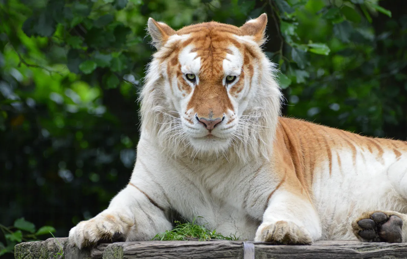 Фото обои взгляд, морда, тигр, поза, листва, лежит, бревно, выражение