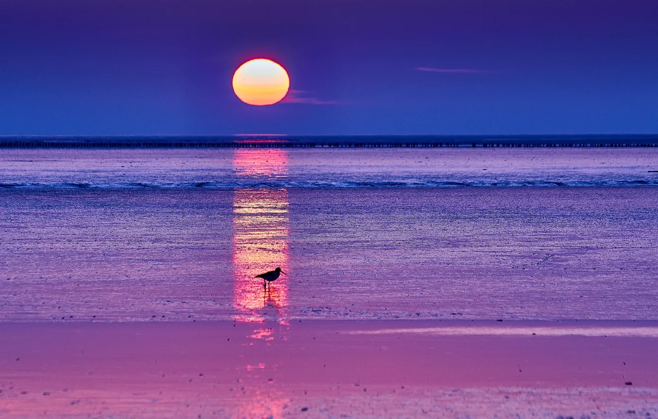Фото обои море, небо, солнце, восход, рассвет, птица, Утро, горизонт