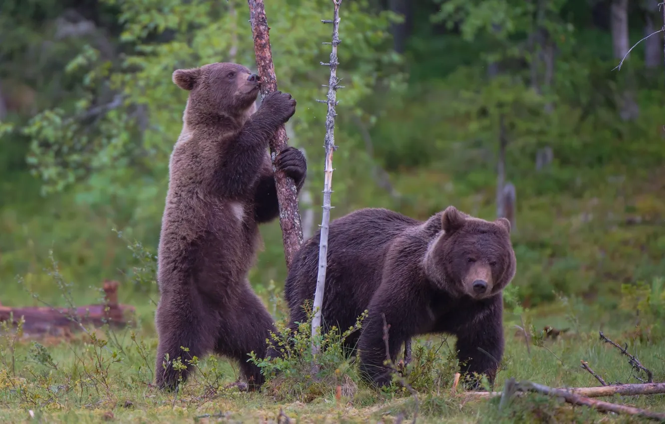 Фото обои лес, медведи, бурый