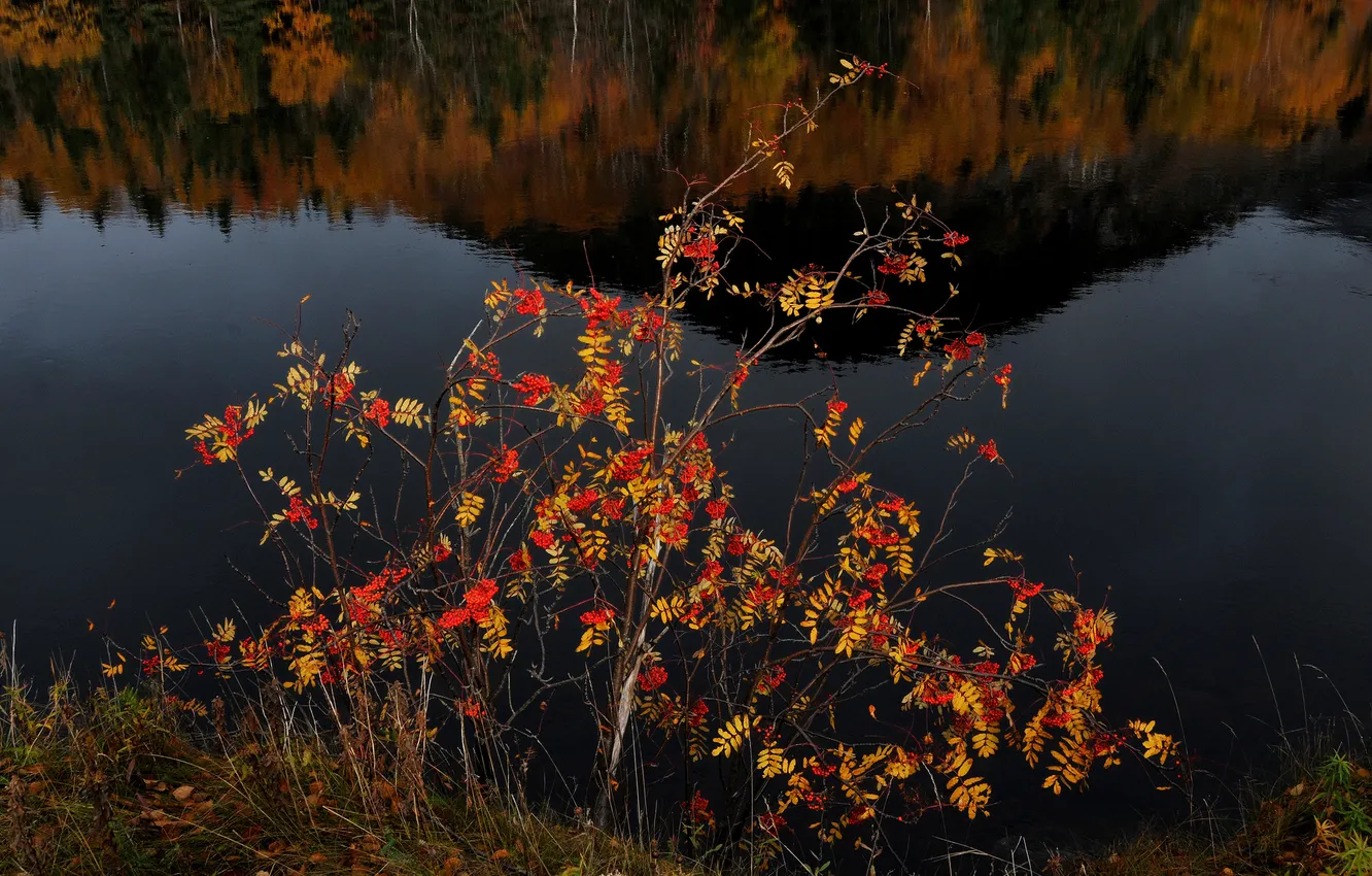 Фото обои осень, озеро, отражение, ягоды, дерево