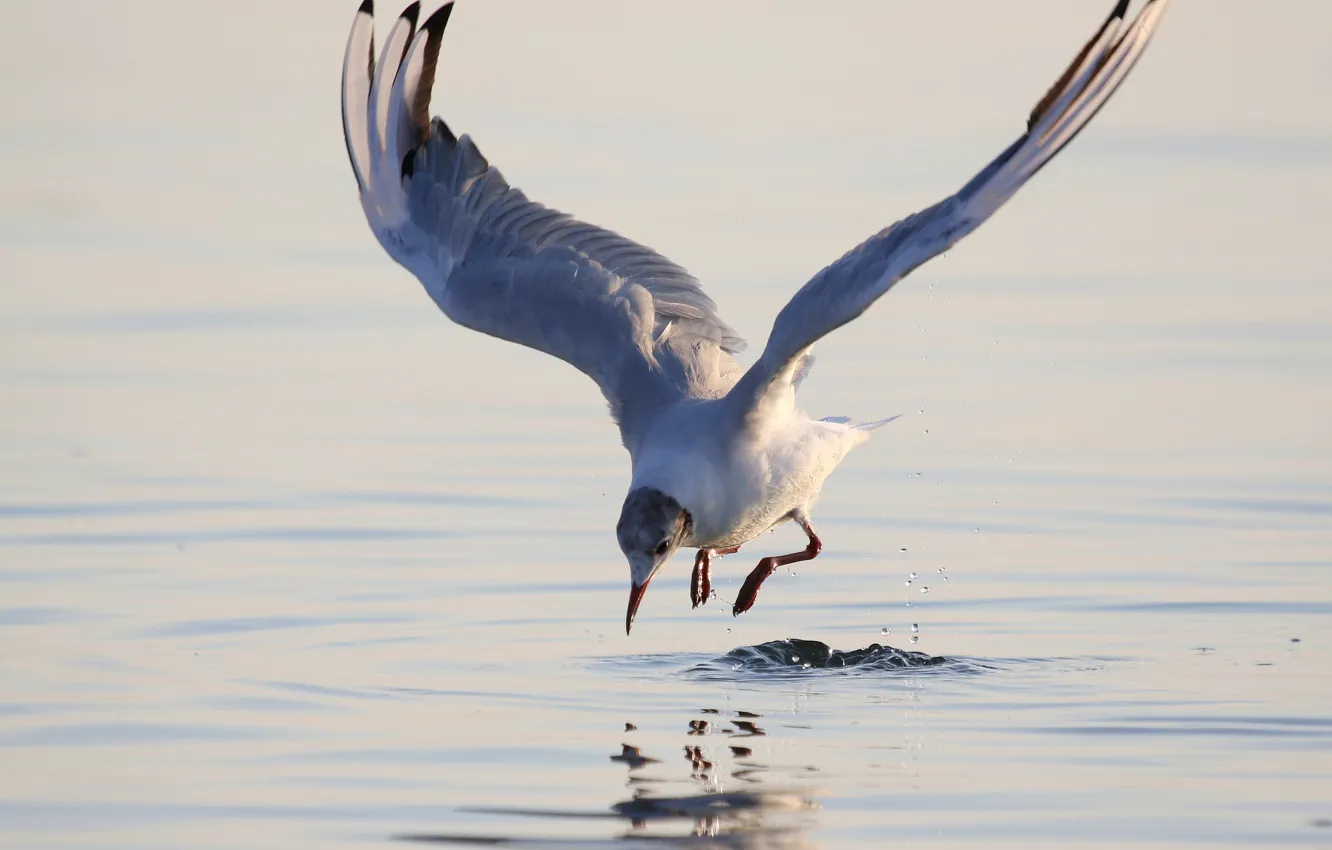 Фото обои чайка, над водой, размах крыльев