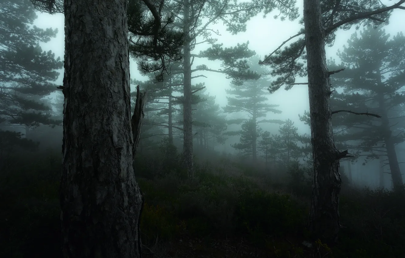 Фото обои зелень, лес, деревья, туман, Франция, мох, Nikon, дымка