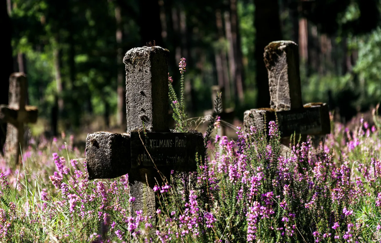 Фото обои цветы, кресты, кладбище